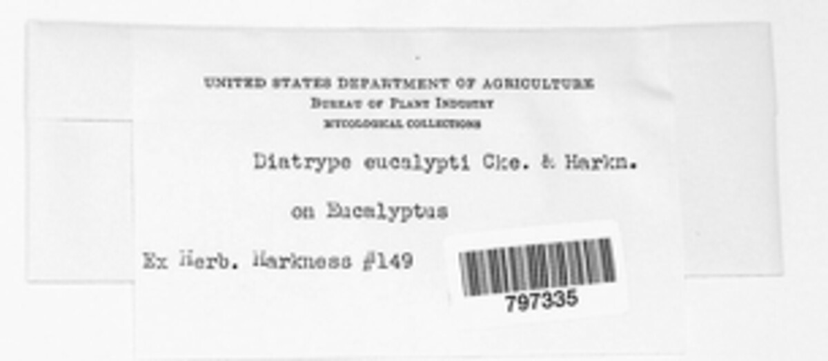 Diatrype eucalypti image